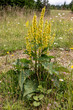 Black Mullein Verbascum Nigrum Yellow Candle Flower