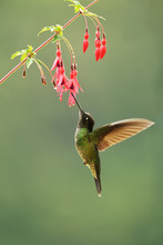 Admirable Hummingbird Drinking Nectar Flower