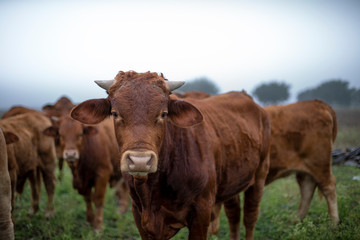 Wall Mural - cows in field