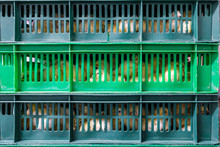 Hatching Yellow Chicks In Baskets And Boxes. Agro-industrial Hatchery.