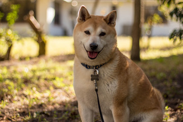 Wall Mural - Shiba Inu Dog 