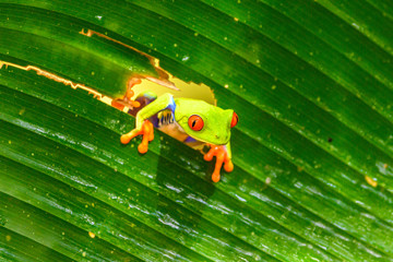 Red-eyed Tree Frog, Agalychnis callidryas, sitting on the green leave in tropical forest in Costa Rica.