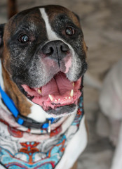 Sticker - portrait of a boxer dog