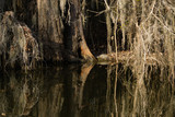Fototapeta  - Waters Edge Reflection at Caddo Lake