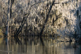 Fototapeta  - Tupelo Cypress Forest at Lake Edge