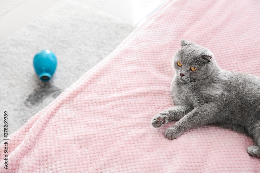 Cute cat in room with dropped vase on carpet