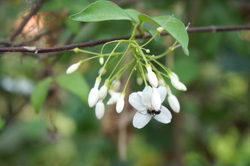 Close up white Wrightia religiosa flower in nature garden