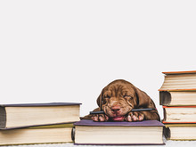 Cute, Charming Puppy And Vintage Books. Studio Photo. Close-up, Isolated Background. Studio Photo. Concept Of Care, Education, Training And Raising Of Animals