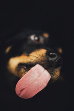 A Dog Licking