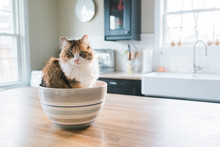 A Calico Cat Sitting In A Large Bowl.