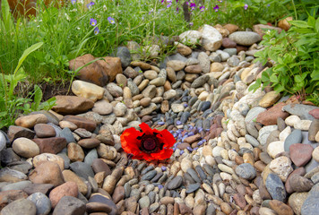 Dry creek in the garden of stones. grass and flowers grow along the stream bank. a beautiful solution for garden decoration. landscape design.