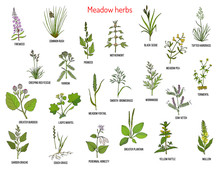 Wild Meadow Herbs And Grasses