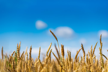 Field of ripe wheat. Photographed against the sky.