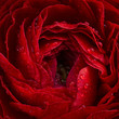 © Yaroslav Danylchenko/Stocksy - Close-up of the Ranunculus. Floral background from red buttercup, spring time