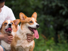 Two Lovely Welsh Corgi Dog With Young Girl Outdoor