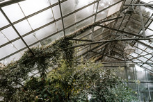 Greenhouse Tropical Plants