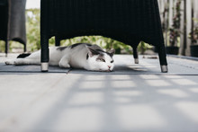 Cat Lying Under A Garden Chair Searching For Some Shade