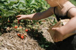 © Kristine Weilert/Stocksy - Toddler Picking Fresh Strawberries in a Field