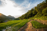 Fototapeta Sawanna - Japanese style rice field(Tanada), Japan