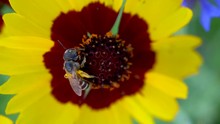 Lasioglossum Sweat Bee With White Stripes On Tickseed Flower, MACRO