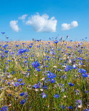 Corn Flowers In Wheat Field Under Blue Sky With Fluffy Clouds