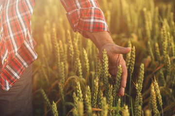 Farmers with tablet in a wheat field. Smart farming