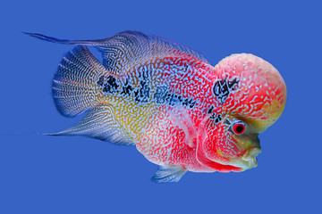 Beautiful fish flowerhorn cichlid isolated red pearl big hump head pet animal hobbyist on blue aquarium water background