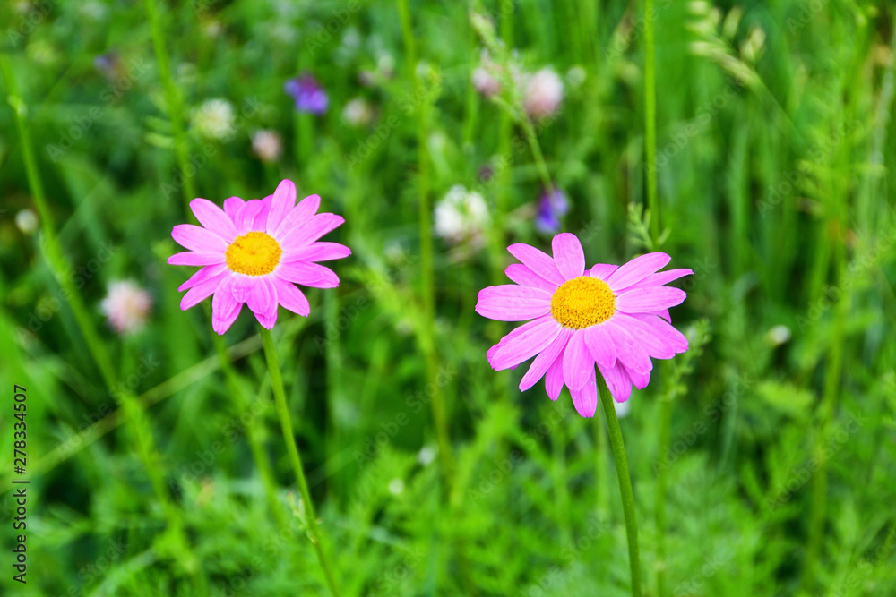 Russia, North Ossetia - Alania. Flora of the Zrug gorge. The pink ...