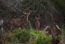 Kudus With No Horns; The Lesser Kudus In A Group In Nature With Thorn Trees, Shrubs And Grassland. A Small Herd Of Kudus In Camdeboo National Park, Graaf-Reinet, South Africa.