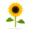 Cartoon sunflower vector isolated illustration