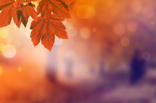 Autumn Background. Orange Leaf In Autumn Park On A Blurred Background
