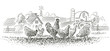 Rooster and hens in farmland illustration. Vector. 