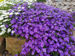 Blaukissen, Aubrieta, Schleifenblume, Iberis