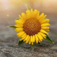 beautiful yellow flower in the garden in summer, yellow flowers in the nature