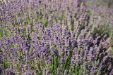 Fototapeta Lawenda - Blooming Sweet Violet Lavender In Botanical Summer garden