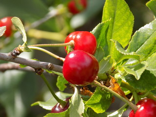 On the branches ripen juicy bright cherry berries.