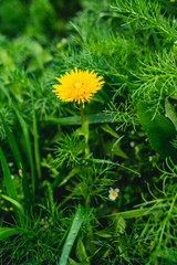 blooming common dandelion