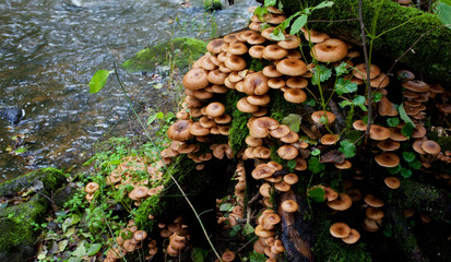 Wall Mural - Family honey agaric