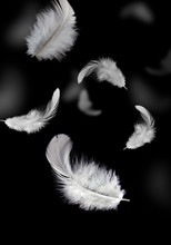Solf White Feathers Falling In The Air. Black Background.