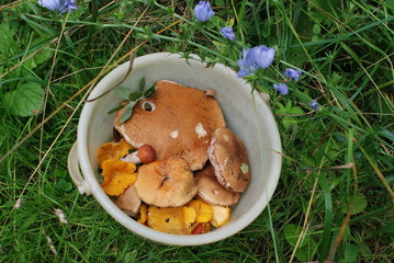 Wall Mural - Mushroom picking