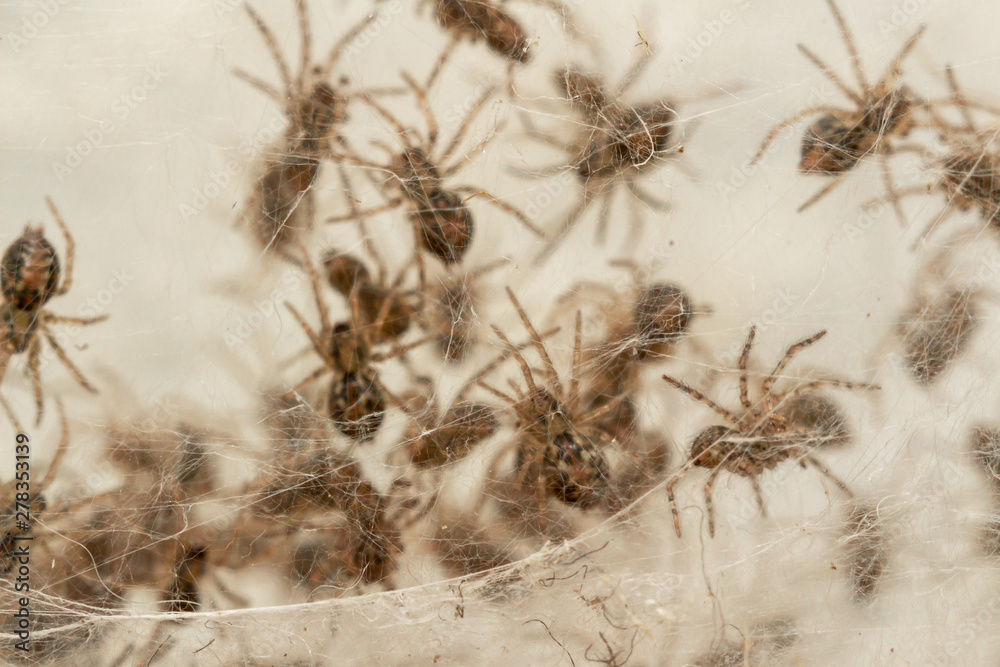 Nest with lots of little spiders, brood. Web close up. Arachnophobia ...