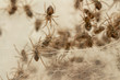 © IvanSemenovych - Nest with lots of little spiders, brood. Web close up. Arachnophobia, disgusting and scary concept. Insects phobia, horror, fear and disgust. Baby, reproduction, many offspring. Selective, soft focus