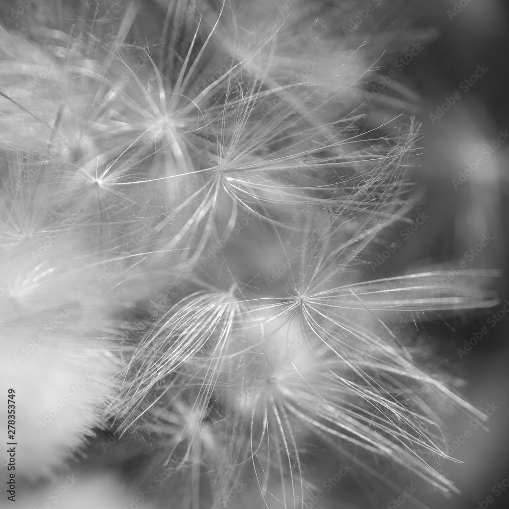 Black and white image of summer plant fruits as background. - obrazy, fototapety, plakaty 