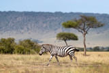 Fototapeta  -  Zebra, walking past acacia trees and the Oloololo escarpment, Masai Mara