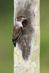 Black-crowned tityra