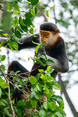 Poster - Red shanked Douc Langur (Pygathrix nemaeus)