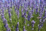 Fototapeta Lawenda - Lavender Field in the summer. Aromatherapy. Nature Cosmetics