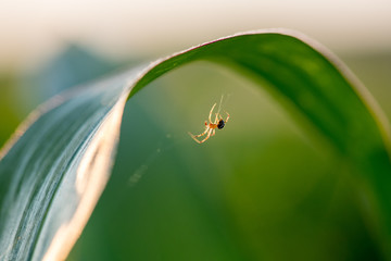 Wall Mural - Spinne hängend an einem leuchtenden Blatt im Sonnenlicht