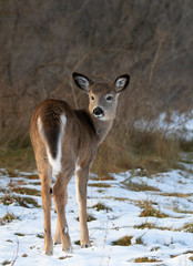 Wall Mural - White-tailed deer fawn standing in an autumn snow covered meadow in Canada