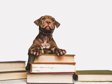 Cute, Charming Puppy And Vintage Books. Studio Photo. Close-up, Isolated Background. Studio Photo. Concept Of Care, Education, Training And Raising Of Animals